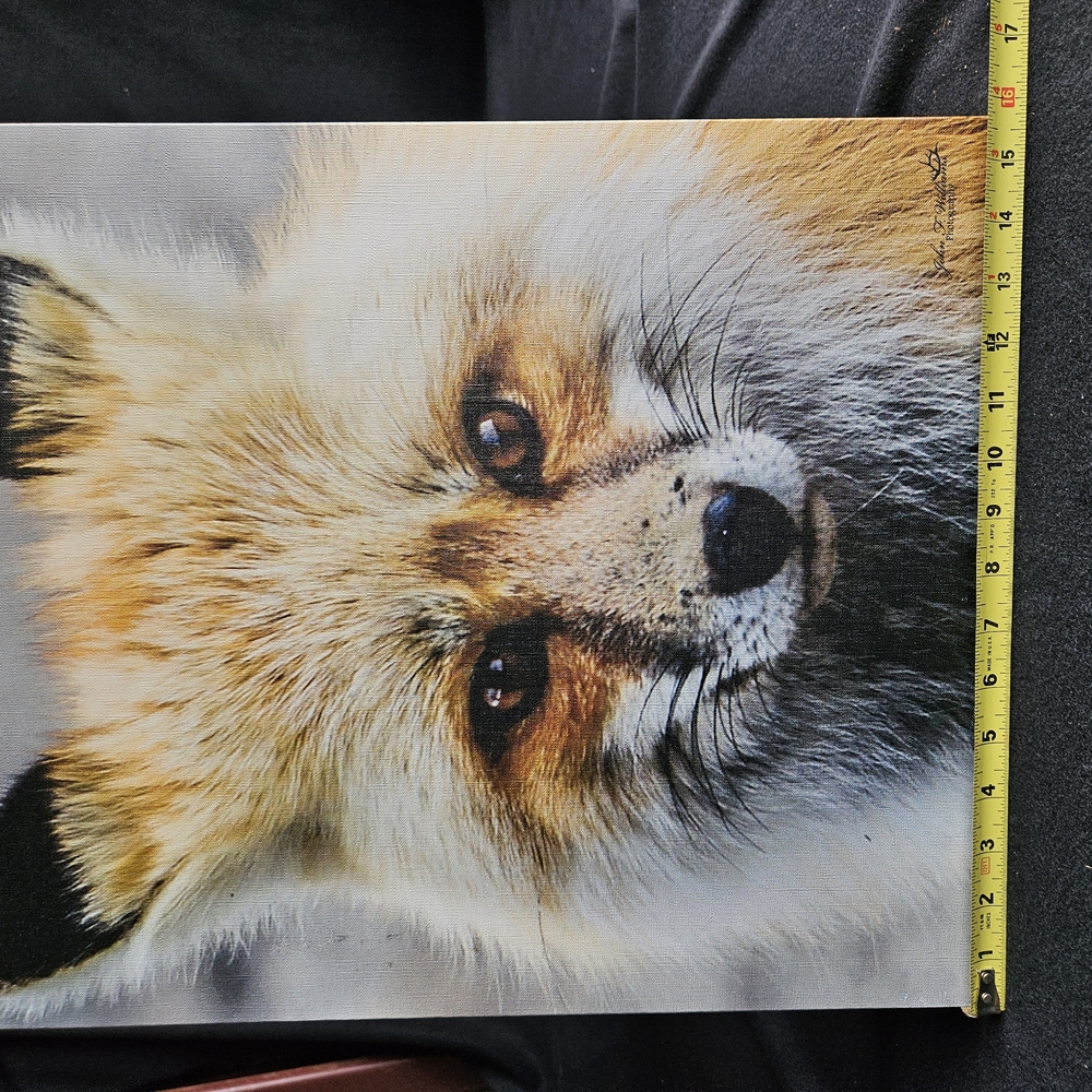 Fox Canvas Photograph